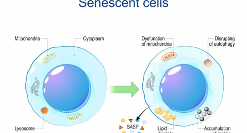 Cellule senescenti: la mappa che riscrive l�invecchiamento